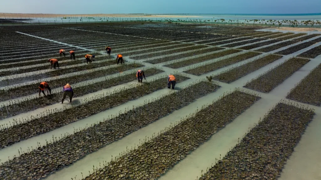 Mangrove