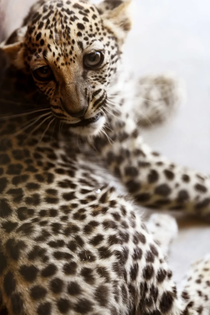 Leopard